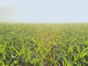 Operatore Agricolo